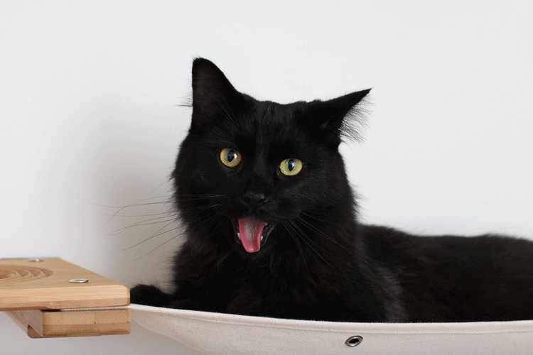 Best for Cats