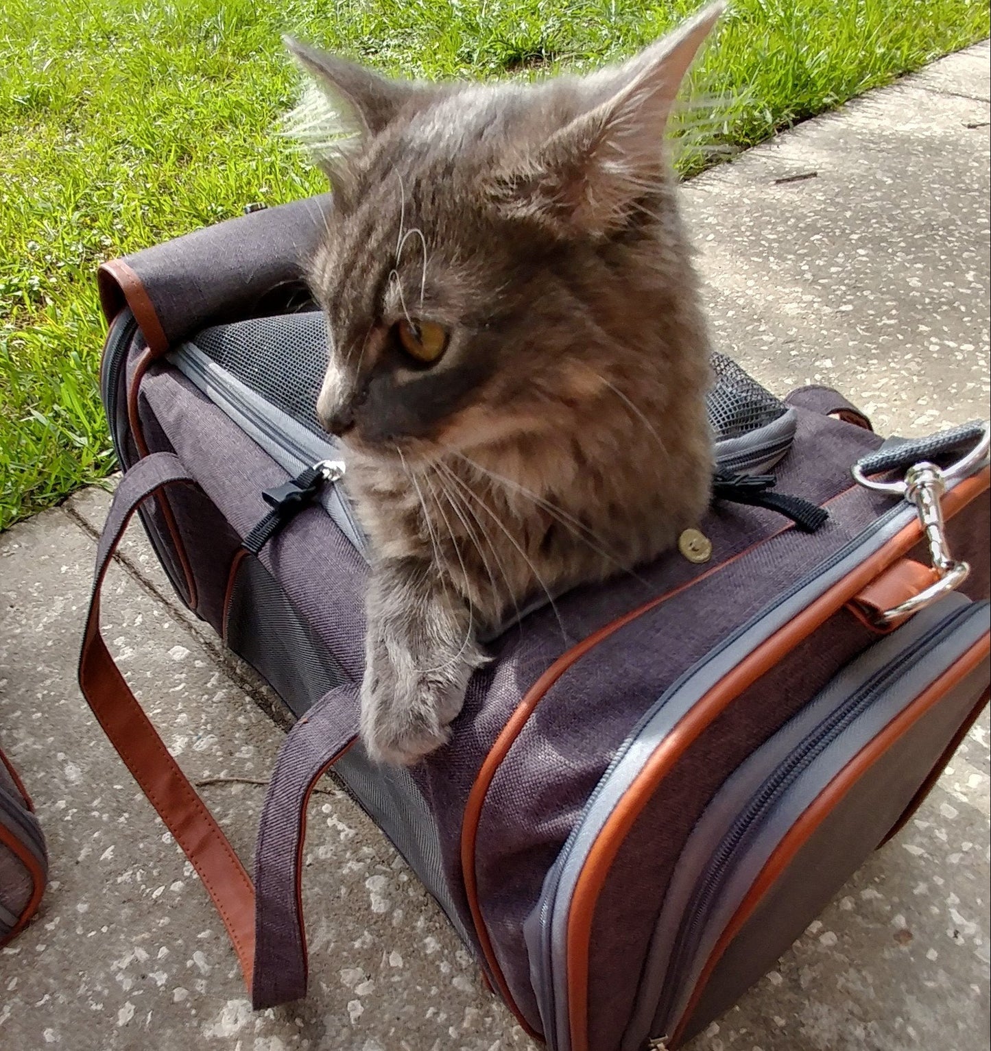 Airline Pet Carrier Soft-Sided Standard (Gold Series)