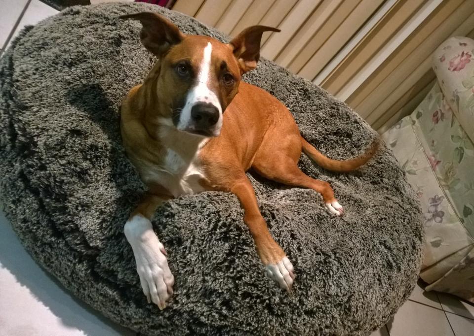 Black Frosted Shag Bagel Bed