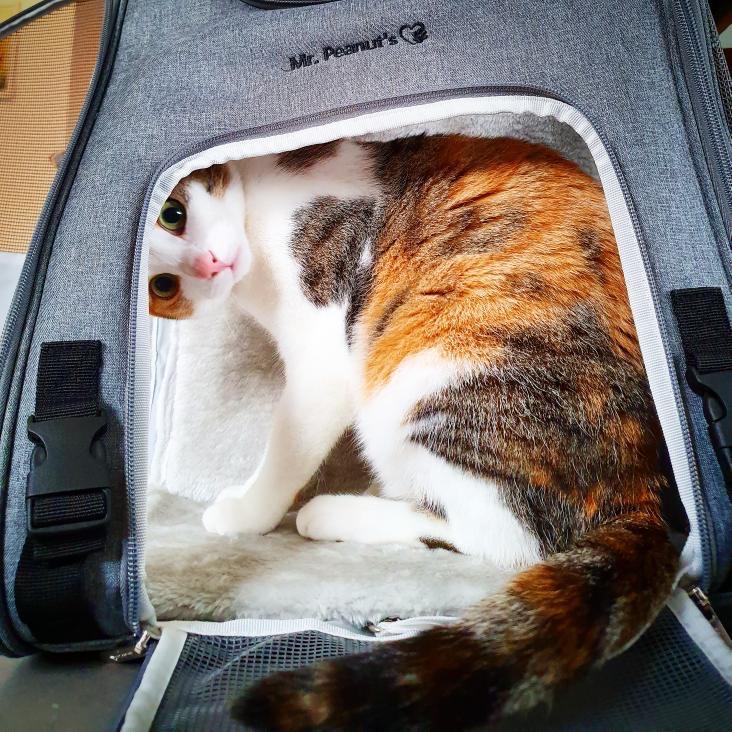 Airline Approved Expandable Pet Carrier – Standard Size, Soft-Sided Travel Tote
