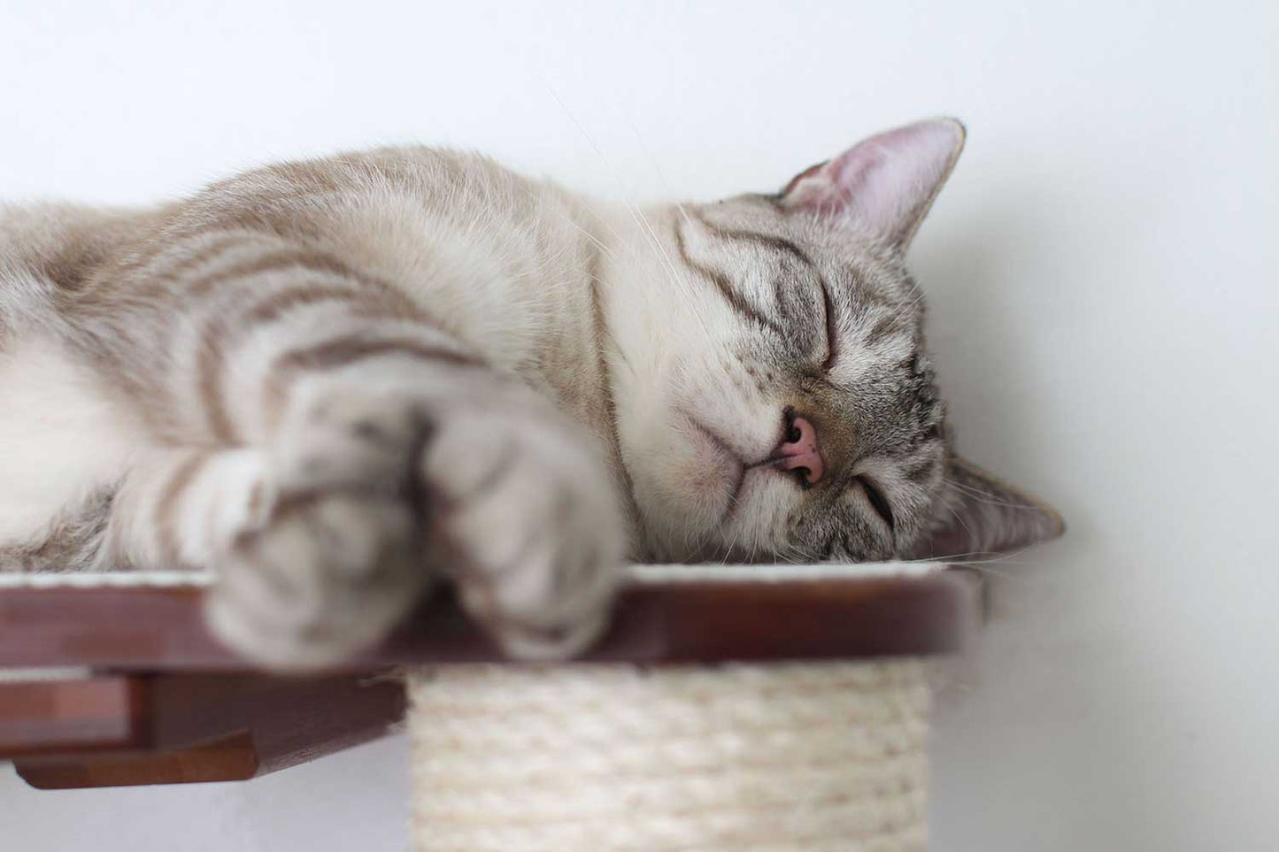 Wall-Mounted Cat Tree with Scratching Post & Hammock System