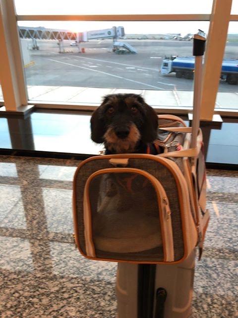 Airline Approved Expandable Pet Carrier – Standard Size, Soft-Sided Travel Tote