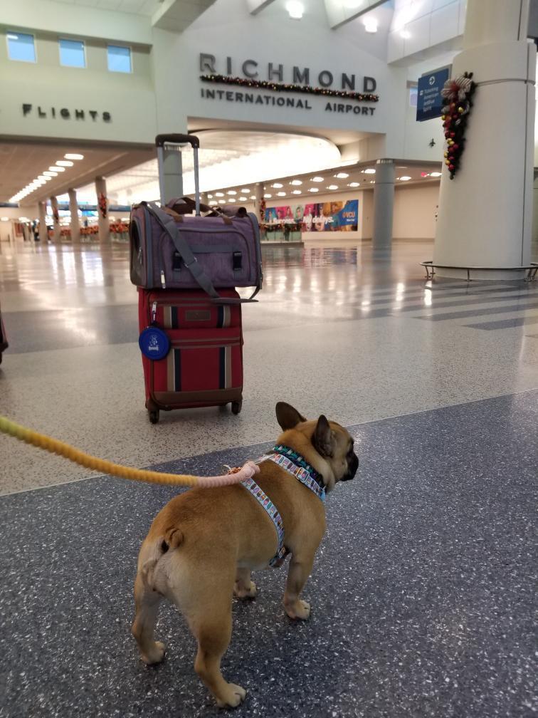 Airline Pet Carrier Soft-Sided Standard (Gold Series)