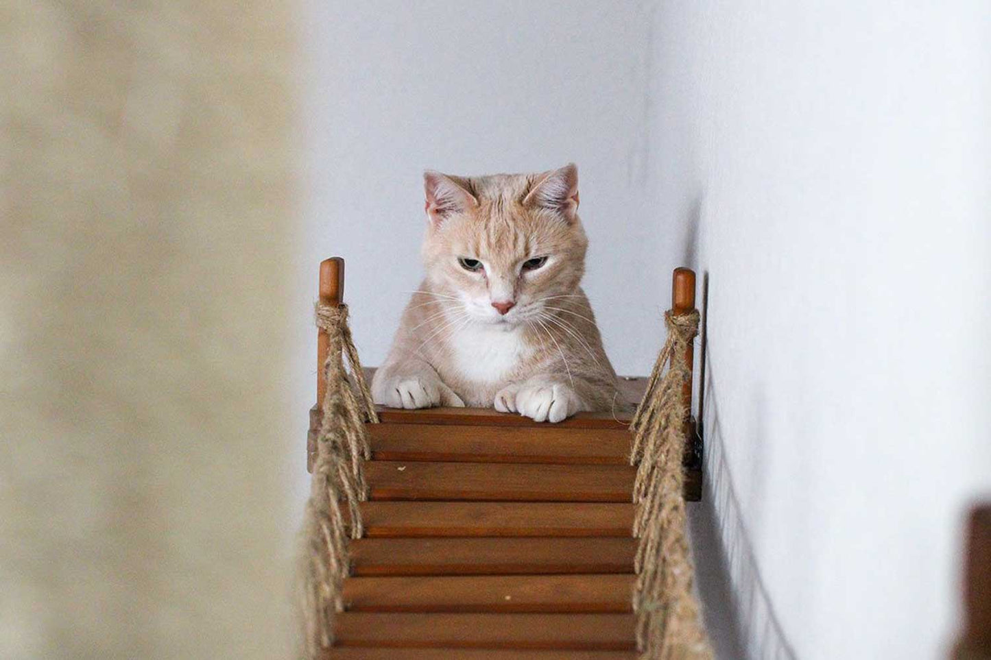 Cat Jungle Gym - Compact Activity System for Active Cats