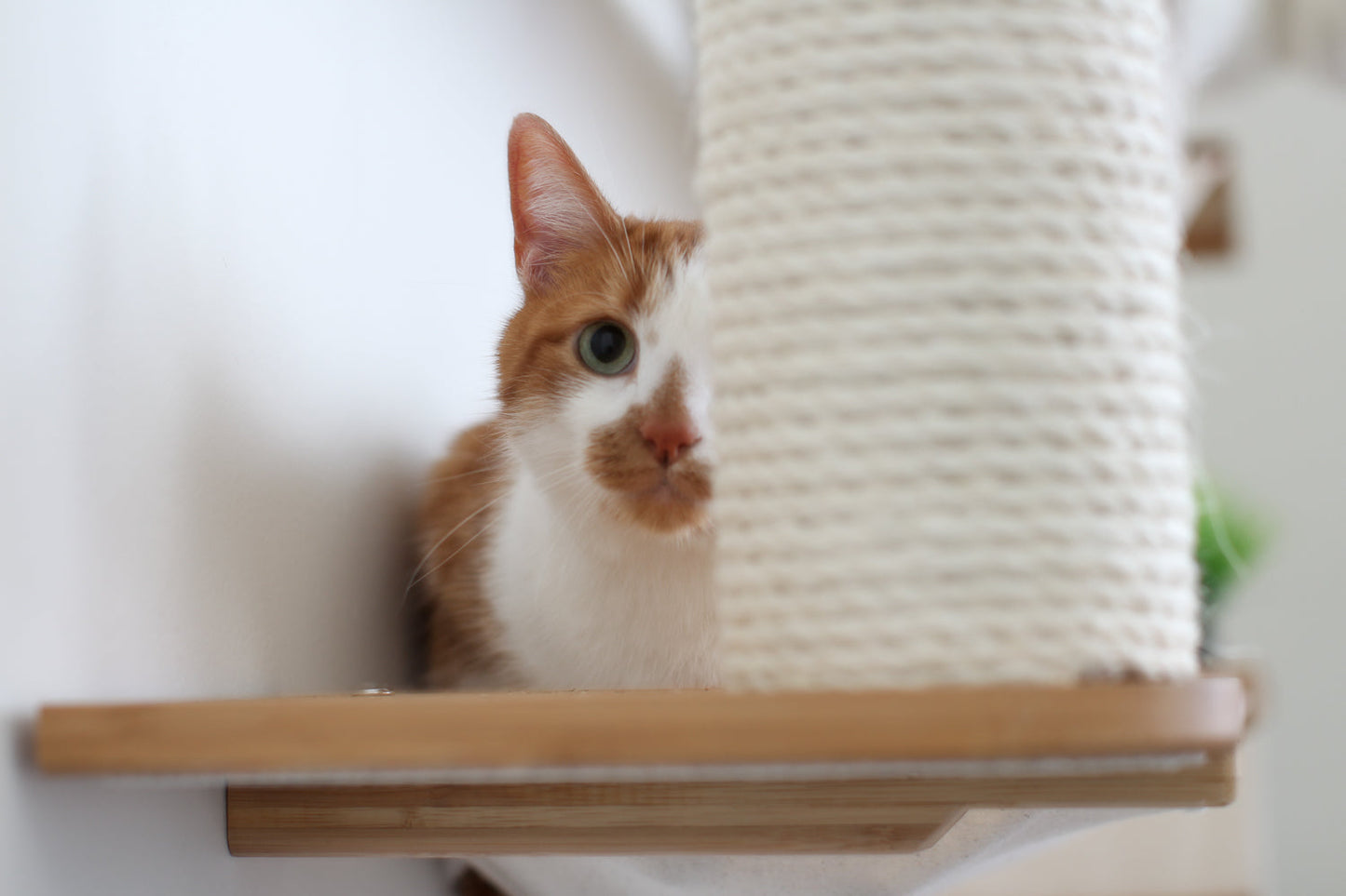 Multi-Level Cat Activity Center - Wide Layout Climbing System