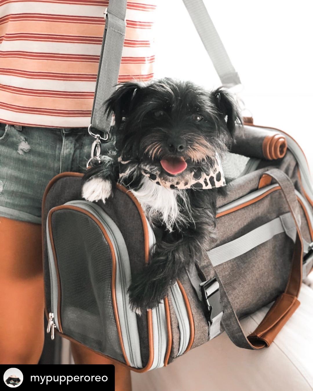Airline Approved Expandable Pet Carrier – Mini Size, Soft-Sided Travel Tote