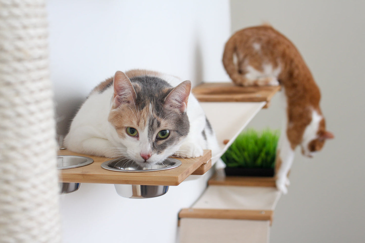 Multi-Level Cat Activity Center - Wide Layout Climbing System