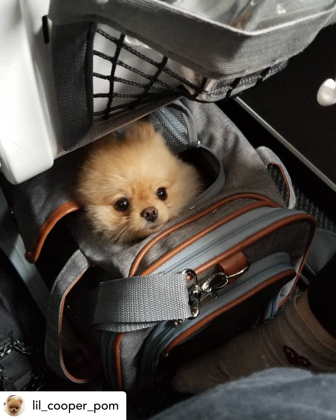 Airline Approved Expandable Pet Carrier – Standard Size, Soft-Sided Travel Tote