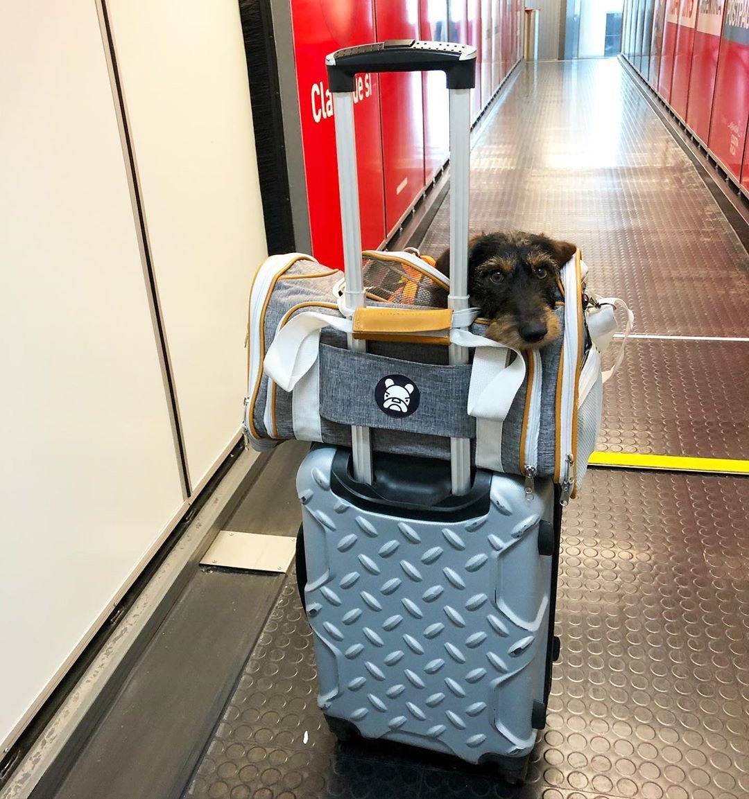 Airline Approved Expandable Pet Carrier – Standard Size, Soft-Sided Travel Tote