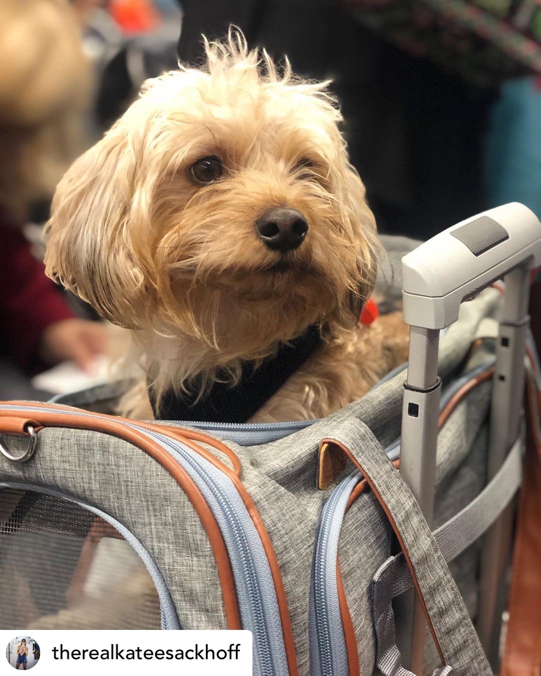Airline Approved Expandable Pet Carrier – Standard Size, Soft-Sided Travel Tote