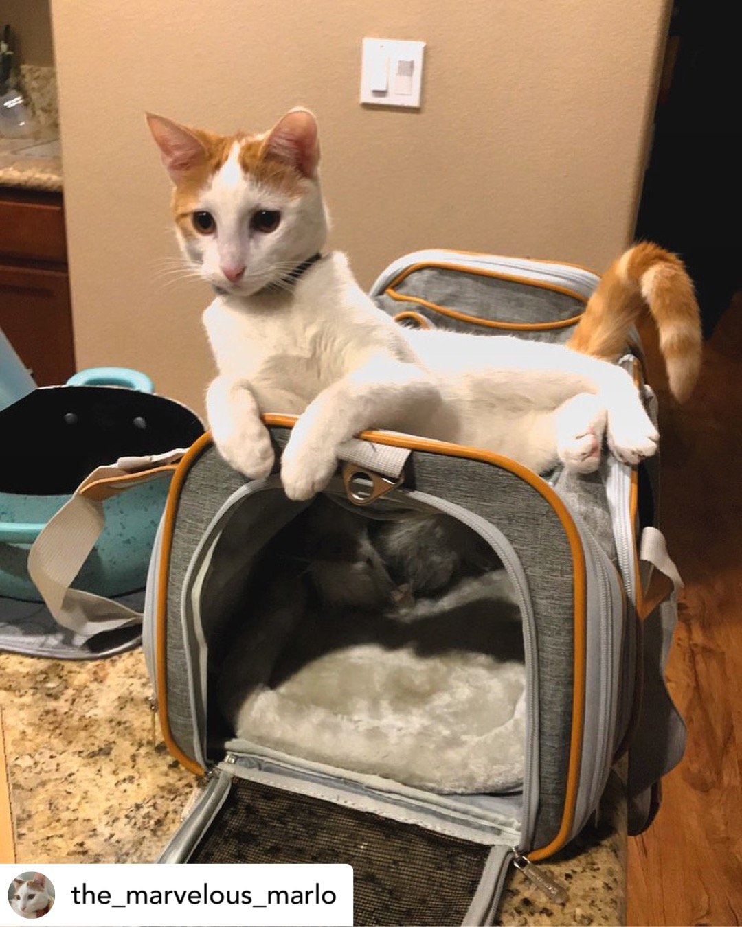 Airline Approved Expandable Pet Carrier – Standard Size, Soft-Sided Travel Tote