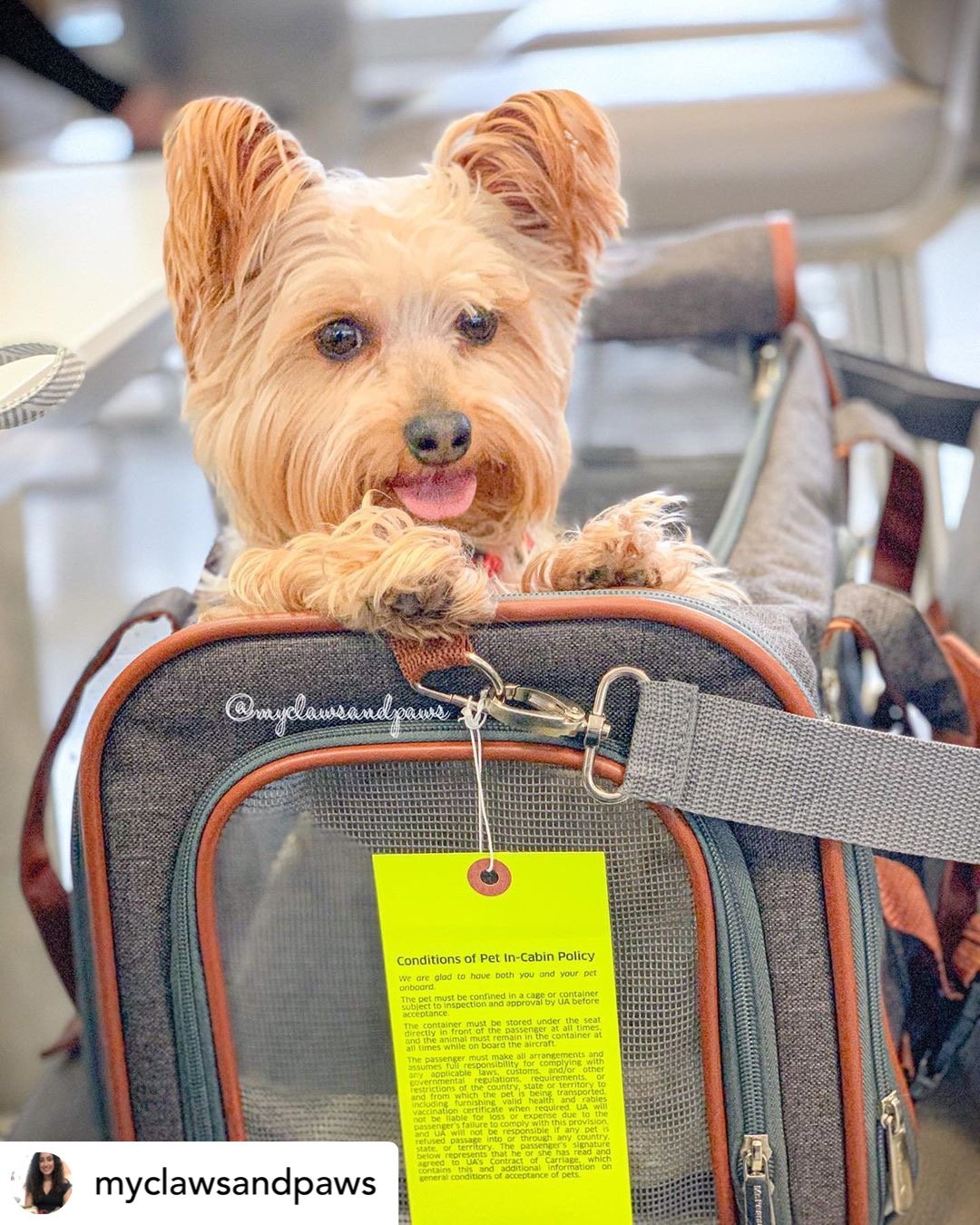 Airline Approved Expandable Pet Carrier – Standard Size, Soft-Sided Travel Tote