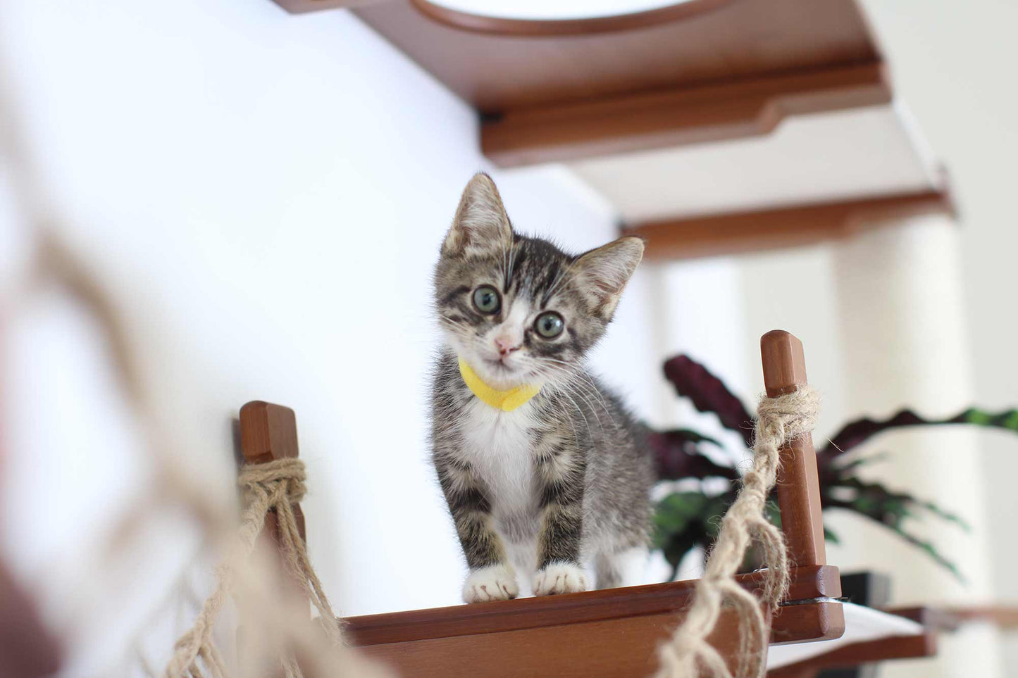 Ultimate Cat Playground - Complete Wall-Mounted Adventure System
