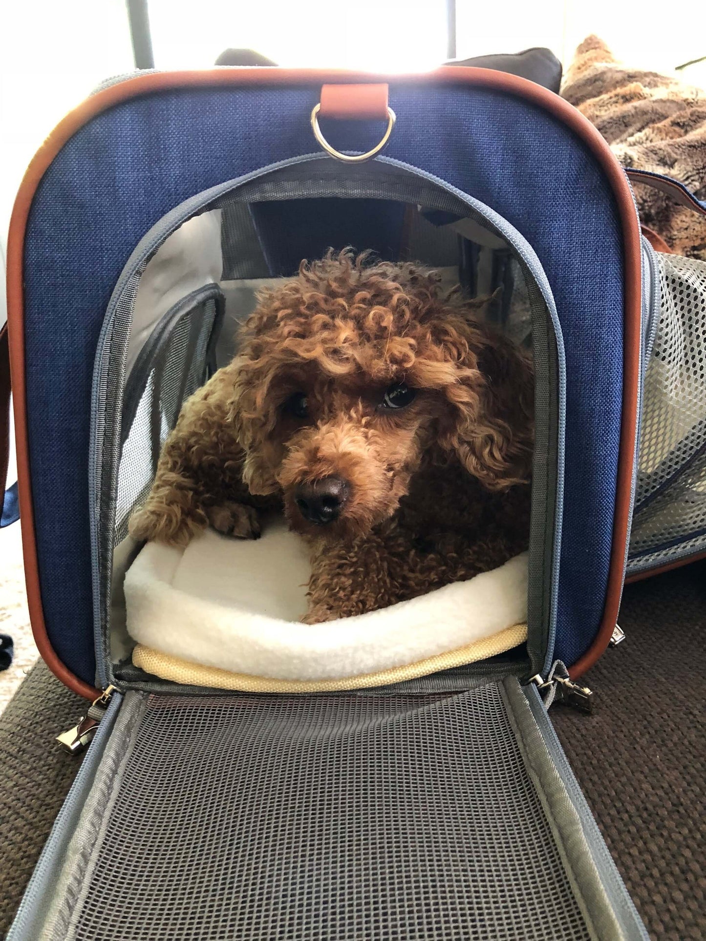 Airline Approved Expandable Pet Carrier – Standard Size, Soft-Sided Travel Tote