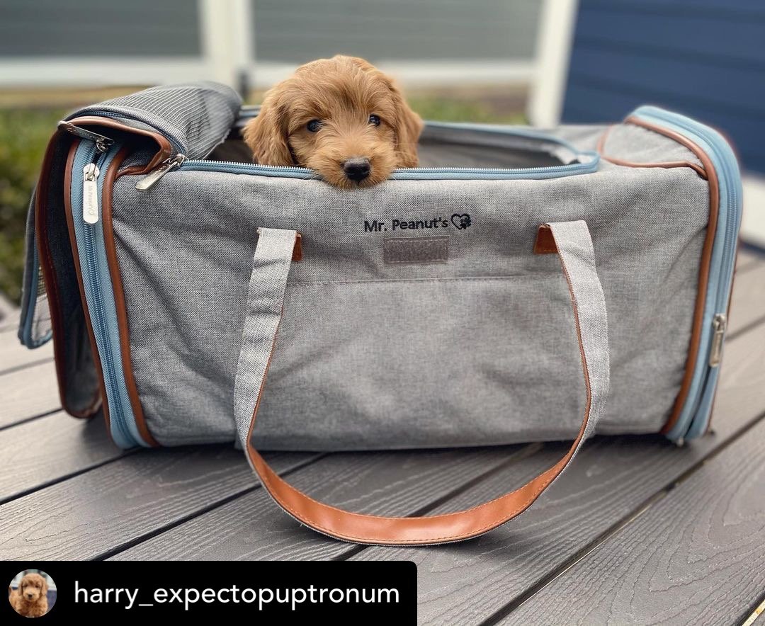 Airline Approved Expandable Pet Carrier – XL Size, Soft-Sided Travel Tote