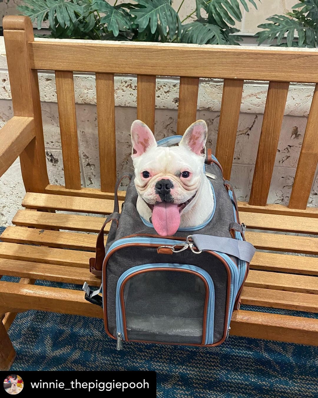 Double Expandable Airline Approved Pet Carrier – XL Size, Soft-Sided