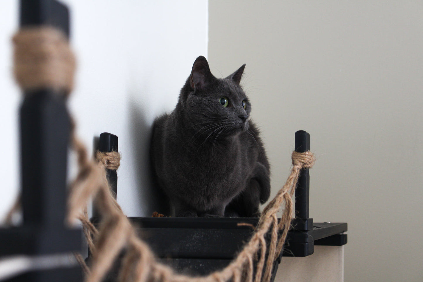 Wide Cat Condo - Multi-Cat Comfort System with Bridge Connection