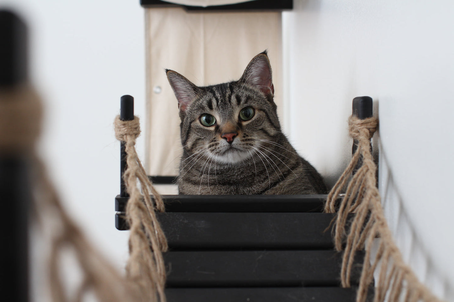 Wide Cat Condo - Multi-Cat Comfort System with Bridge Connection
