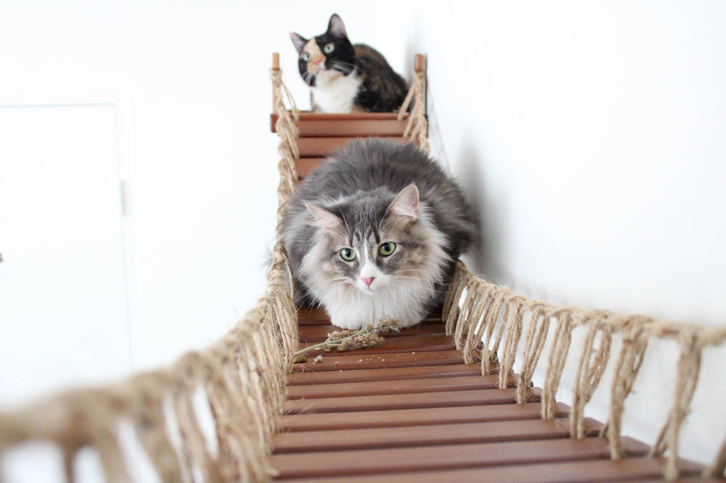 Double Cat Hammock Bridge - Suspension System with Climbing Platform
