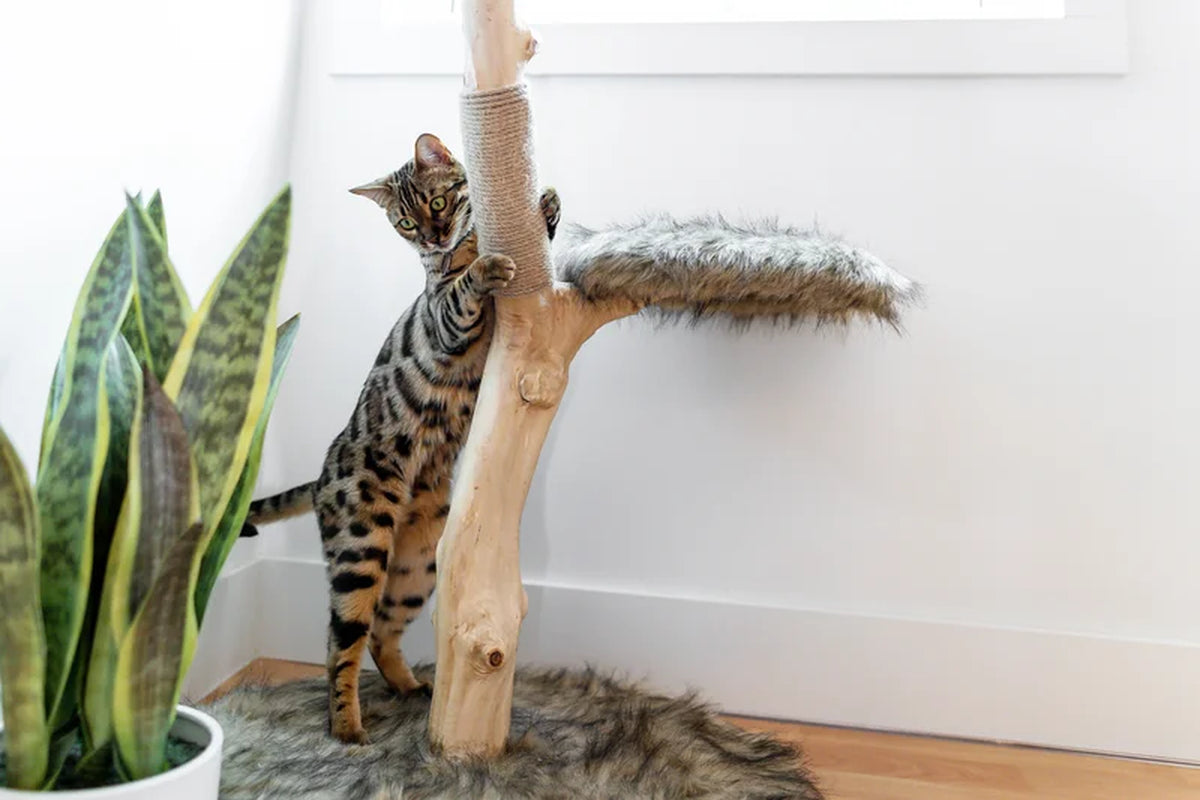 Lina 46'' H Cat Tree