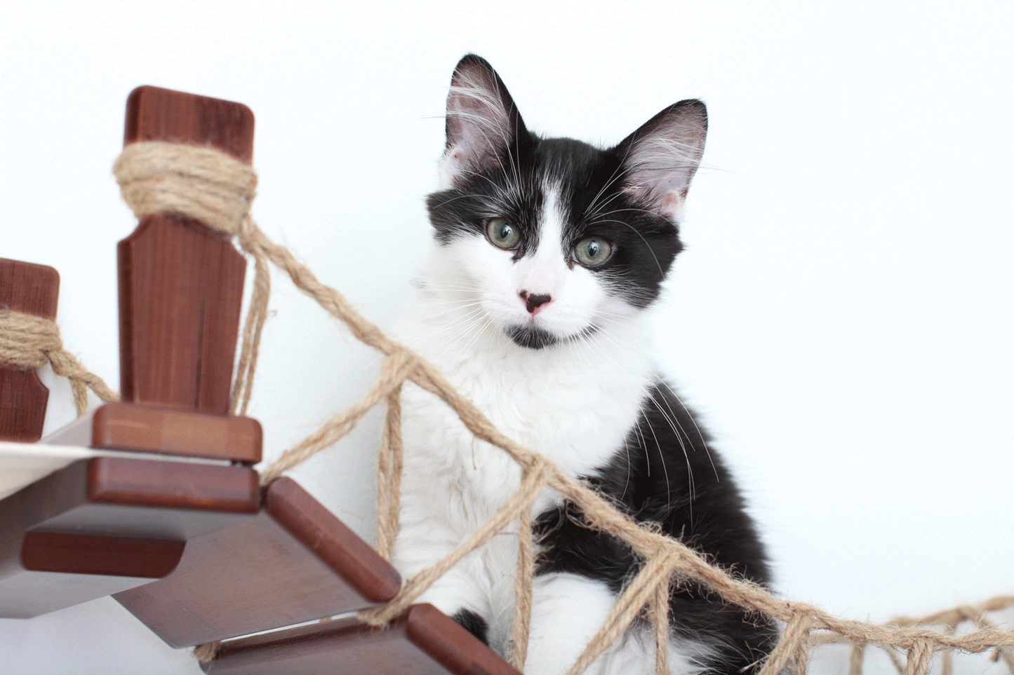 Double Cat Hammock Bridge - Suspension System with Climbing Platform