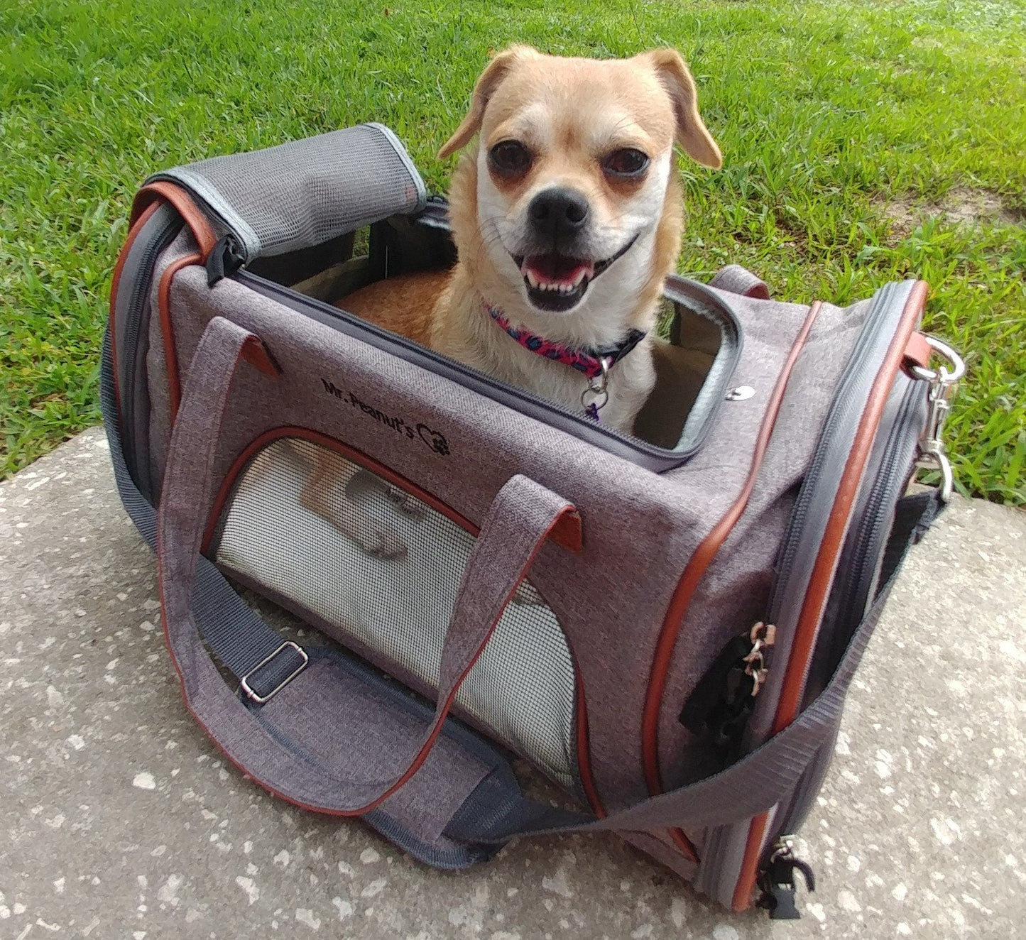 Airline Pet Carrier Soft-Sided Standard (Gold Series)