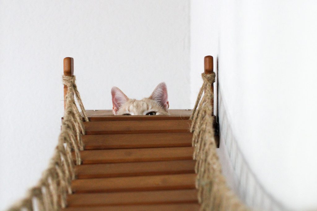 Cat Jungle Gym - Compact Activity System for Active Cats
