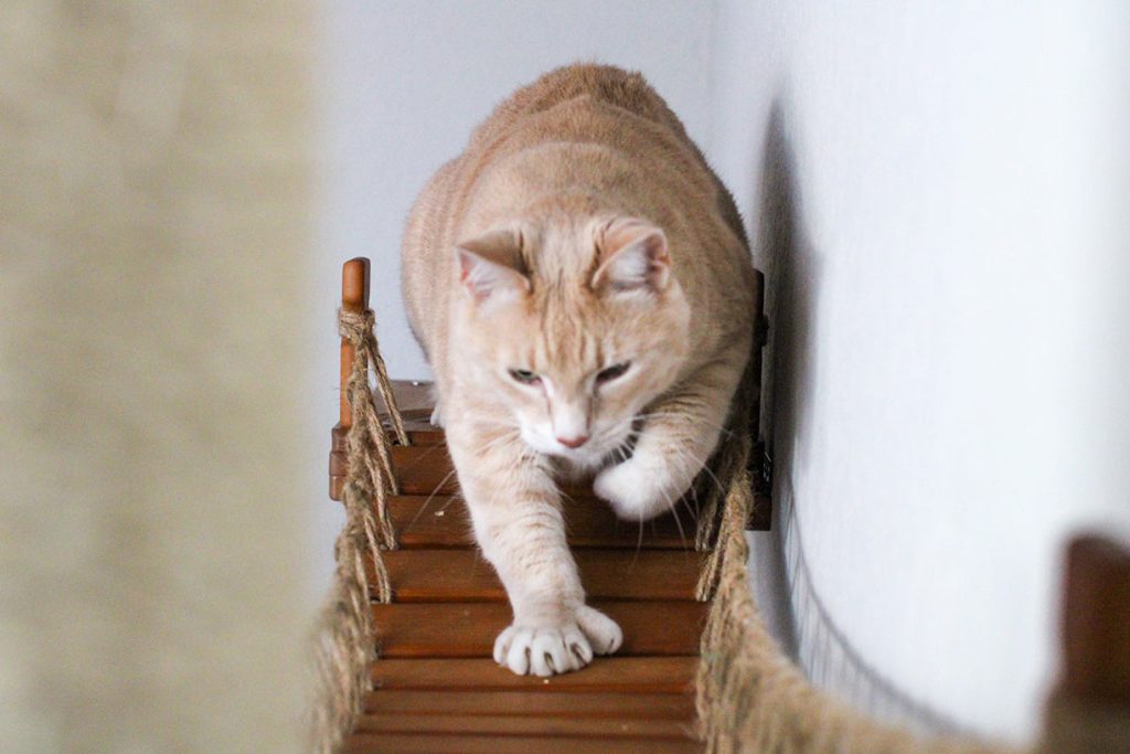 Cat Jungle Gym - Compact Activity System for Active Cats