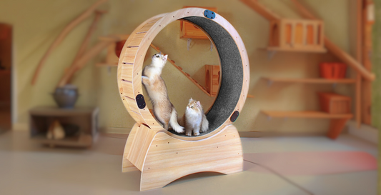 two cats on a cat treadmill 