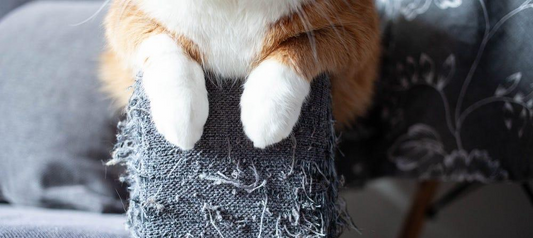 My Cat Is Ruining My Furniture: The Ultimate Guide to Stopping Destructive Scratching
