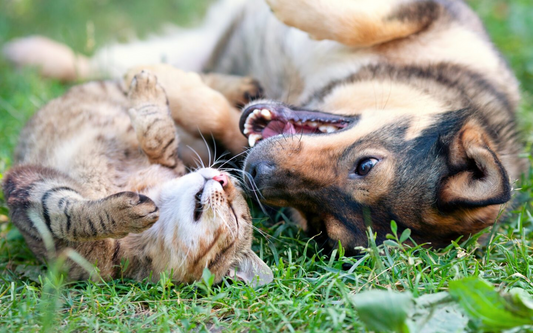happy dog and kitty play on grass