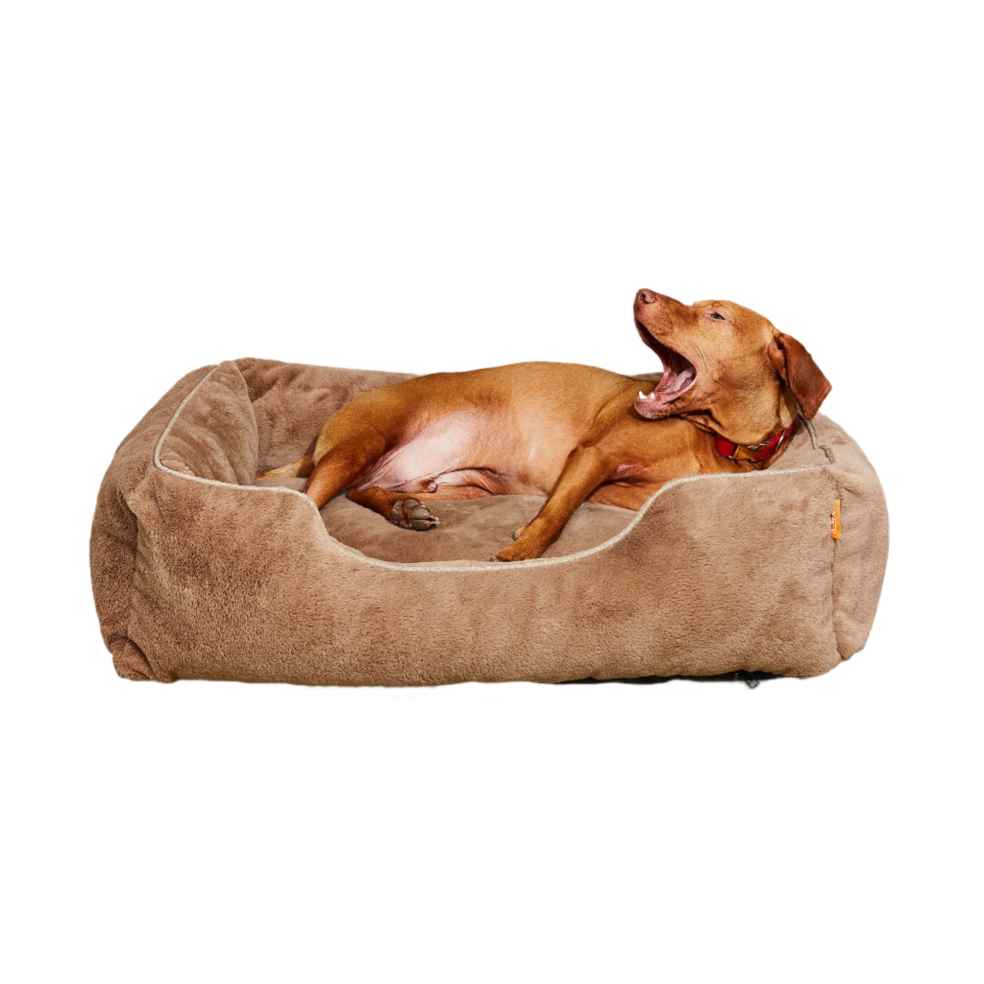 A dog yawning in a pet bed.
