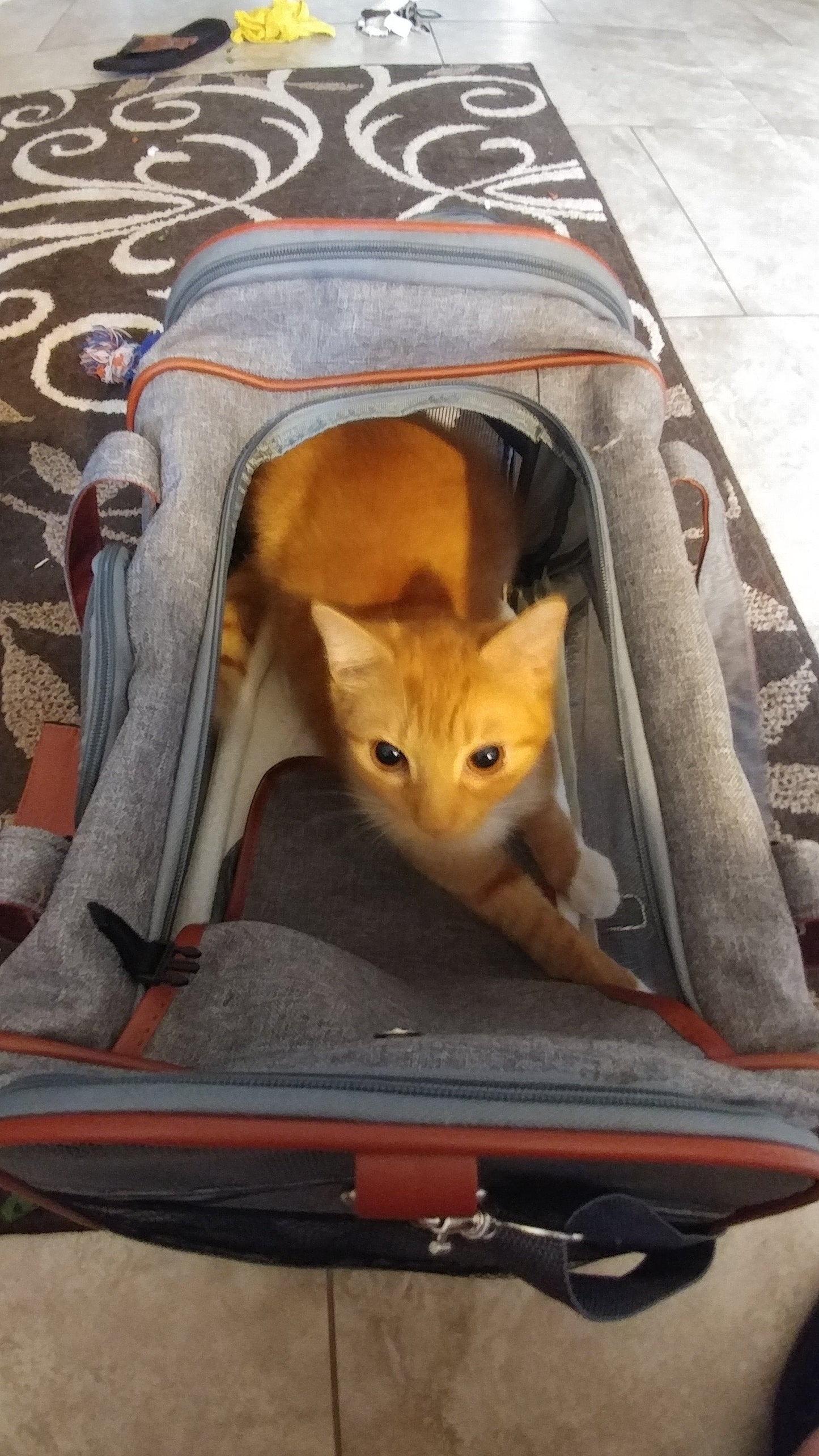 Airline Pet Carrier Soft-Sided Standard (Gold Series)