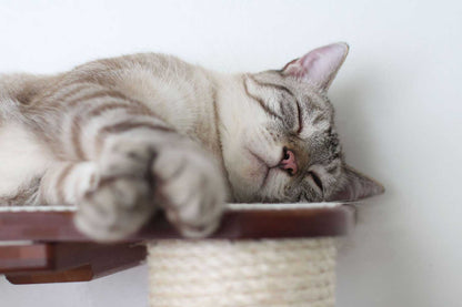 Wall-Mounted Cat Tree with Scratching Post & Hammock System