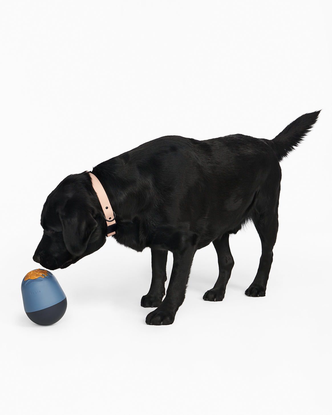 Interactive Treat Dispenser for Dogs | Mental Stimulation & Slow Feeder – Multiple Colors by Fable