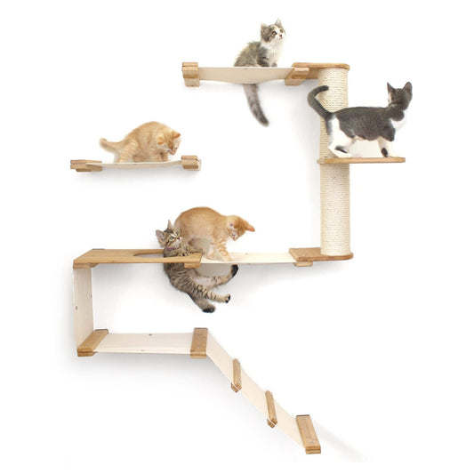 Kittens playing on a cat climbing wall.