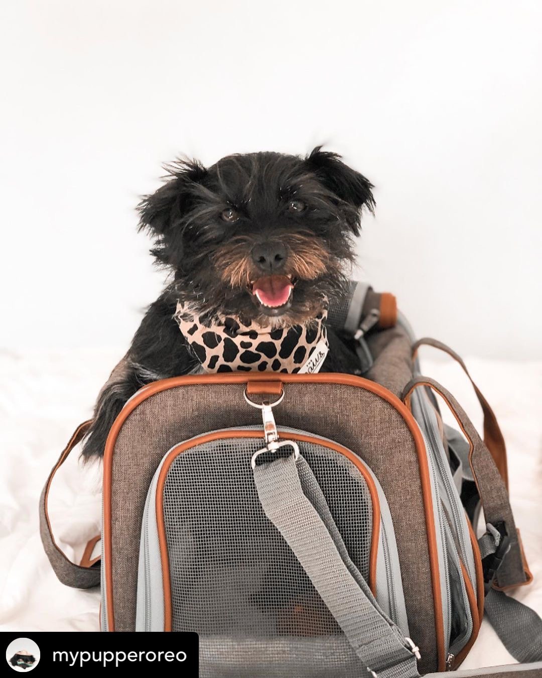 Airline Pet Carrier Soft-Sided Standard (Gold Series)