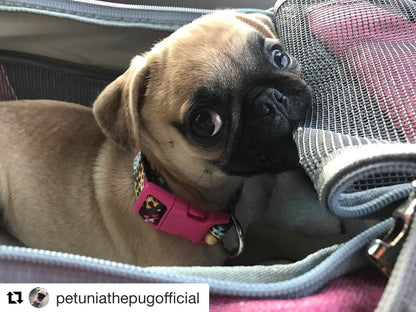 Airline Pet Carrier Soft-Sided Standard (Gold Series)