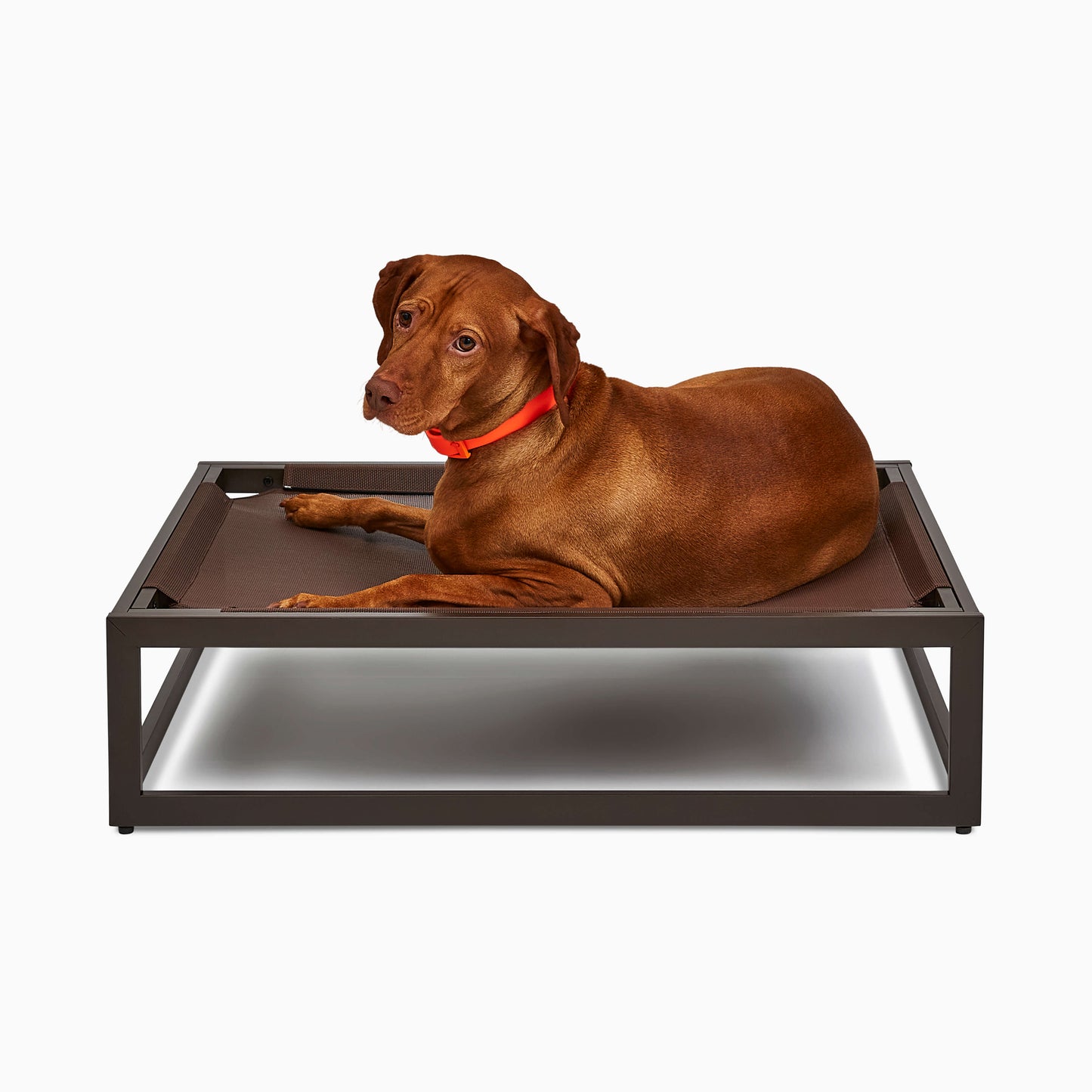 A Vizsla dog lying on a dog bed.
