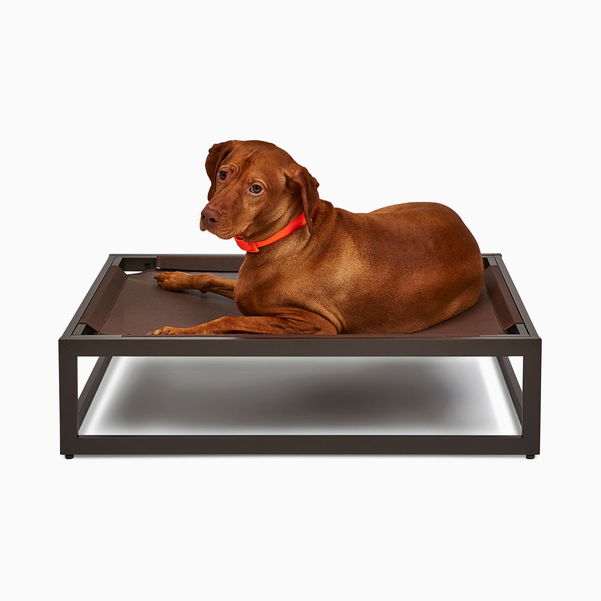 A Vizsla dog lying on a dog bed.