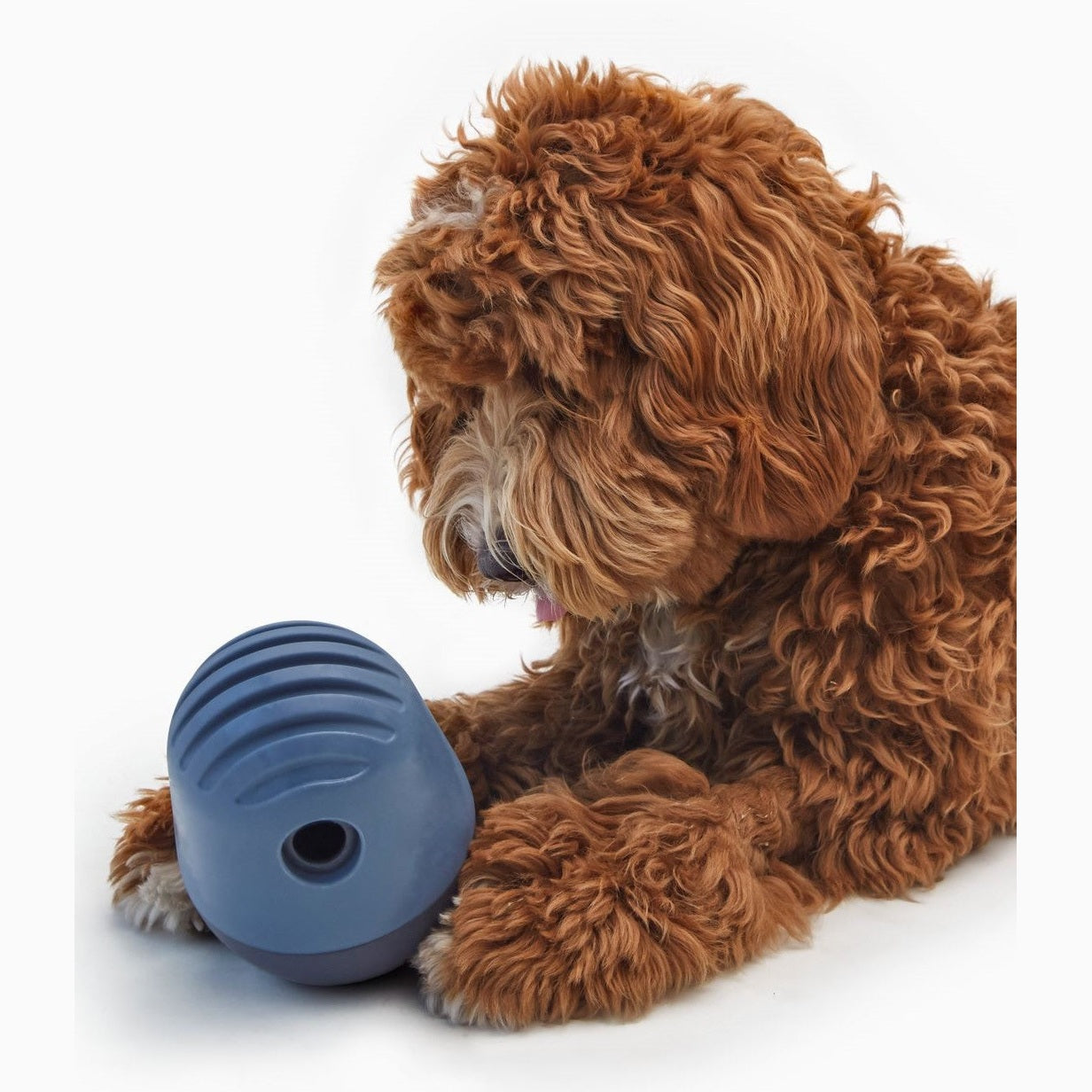 A brown, fluffy dog playing with a blue toy.
