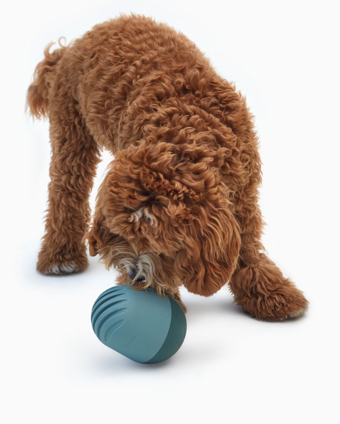 Interactive Treat Dispenser for Dogs | Mental Stimulation & Slow Feeder – Multiple Colors by Fable