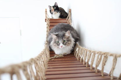 Double Cat Hammock Bridge - Suspension System with Climbing Platform