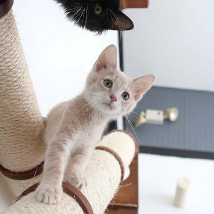 X-Shaped Cat Scratcher - Multi-Angle Climbing System with Ramp Access