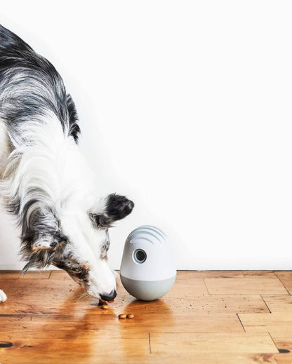 Interactive Treat Dispenser for Dogs | Mental Stimulation & Slow Feeder – Multiple Colors by Fable