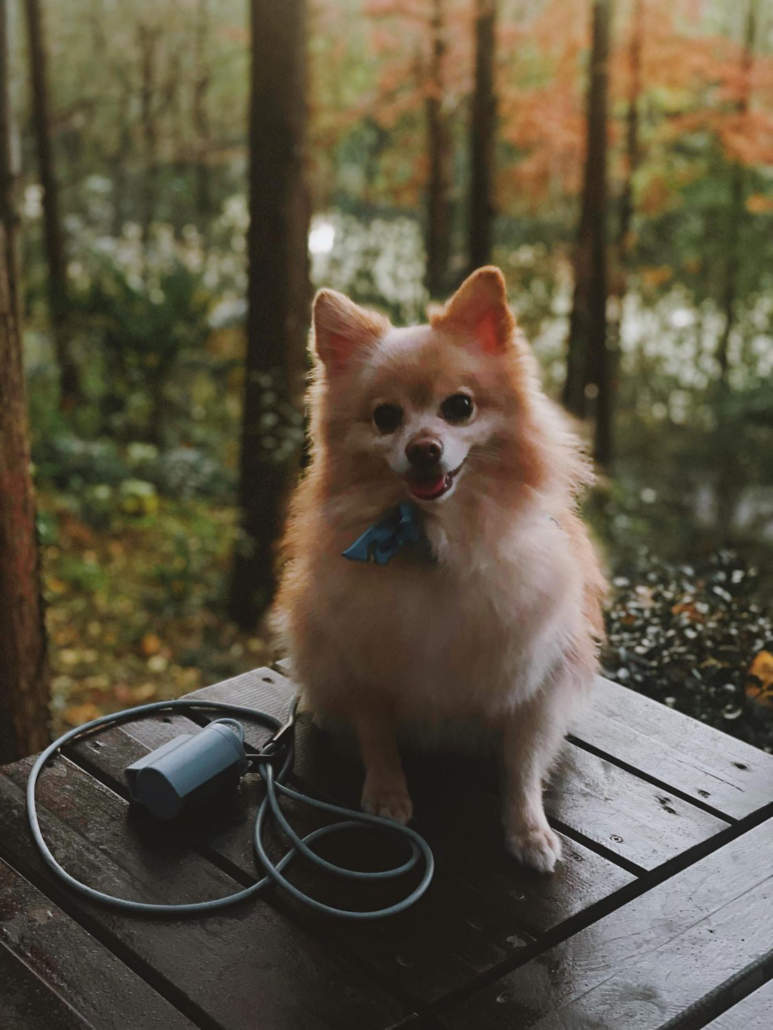 Dog Walking Leash – Hands-Free with Classic Clip (Multi-Color)