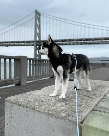 Dog Walking Leash – Hands-Free Slip Collar Style with Convertible Link (Multi-Color)