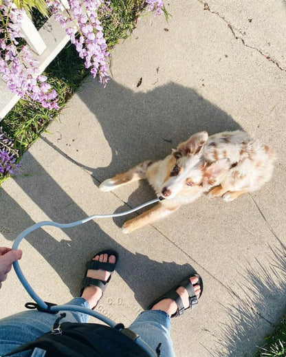 Dog Walking Leash – Hands-Free Slip Collar Style with Convertible Link (Multi-Color)