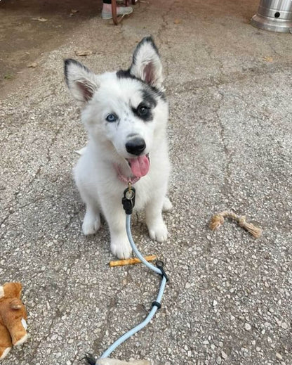 Dog Walking Leash – Hands-Free Slip Collar Style with Convertible Link (Multi-Color)