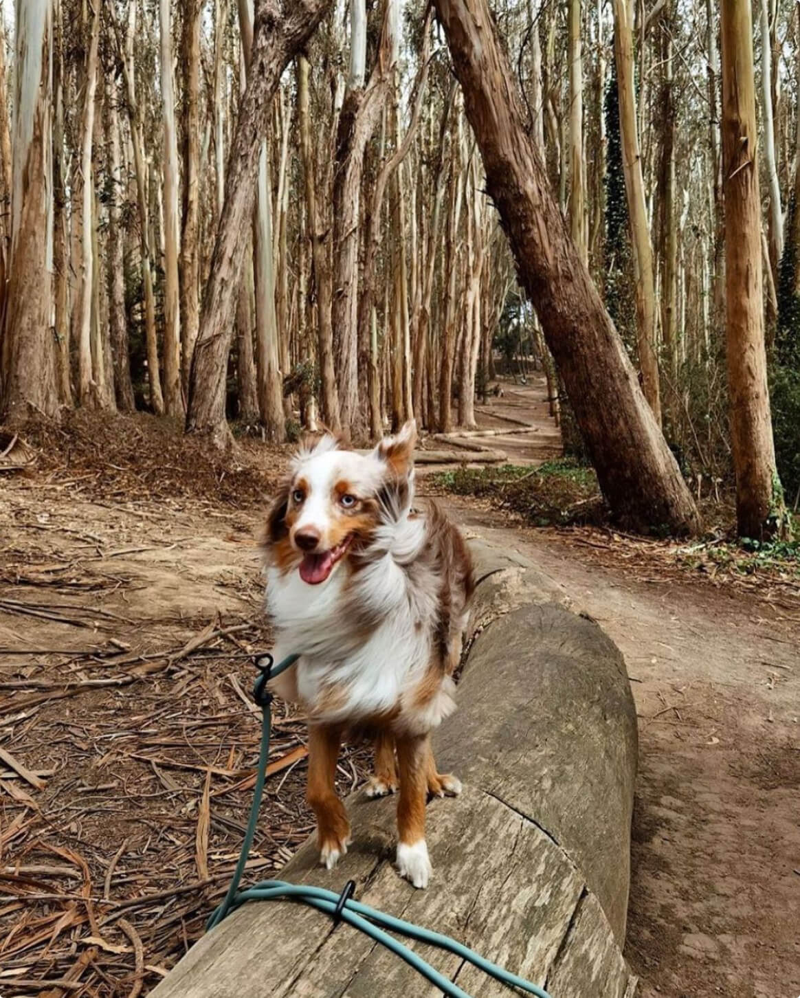 Dog Walking Leash – Hands-Free Slip Collar Style with Convertible Link (Multi-Color)